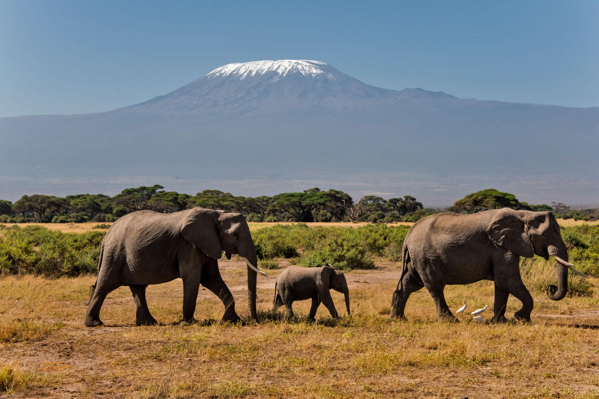 Amboseli Elephant Paradise