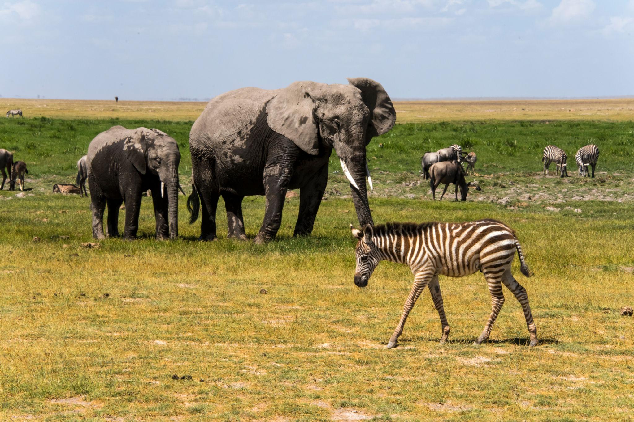 Amboseli Elephant Paradise