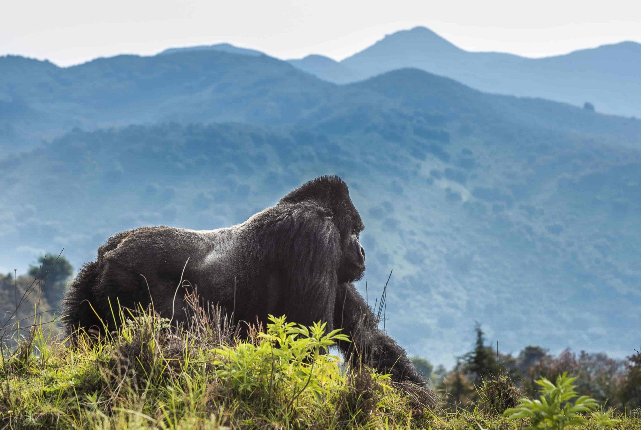 Rwanda Gorillas & Volcanoes