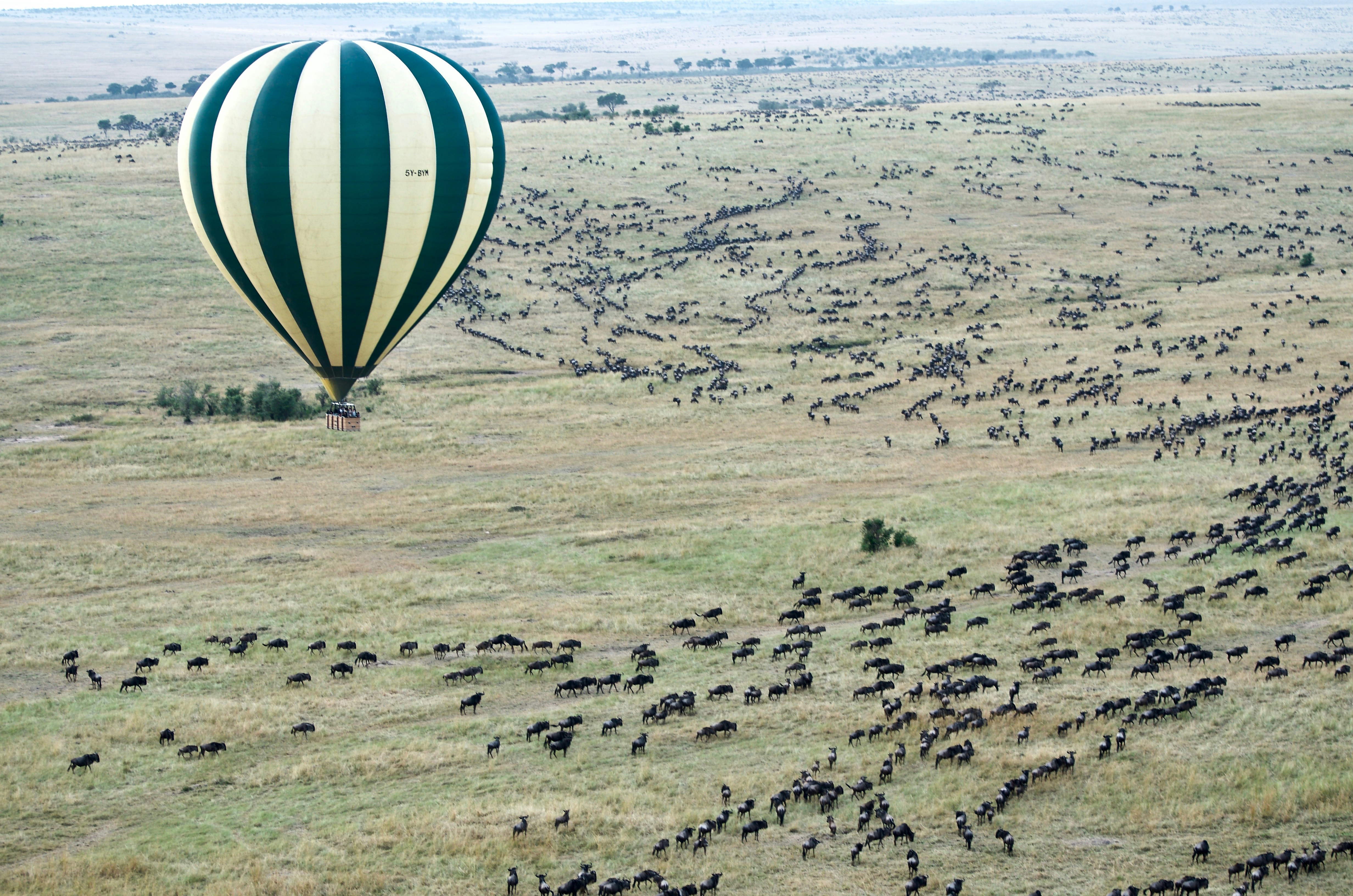 Maasai Mara Iconic Safari