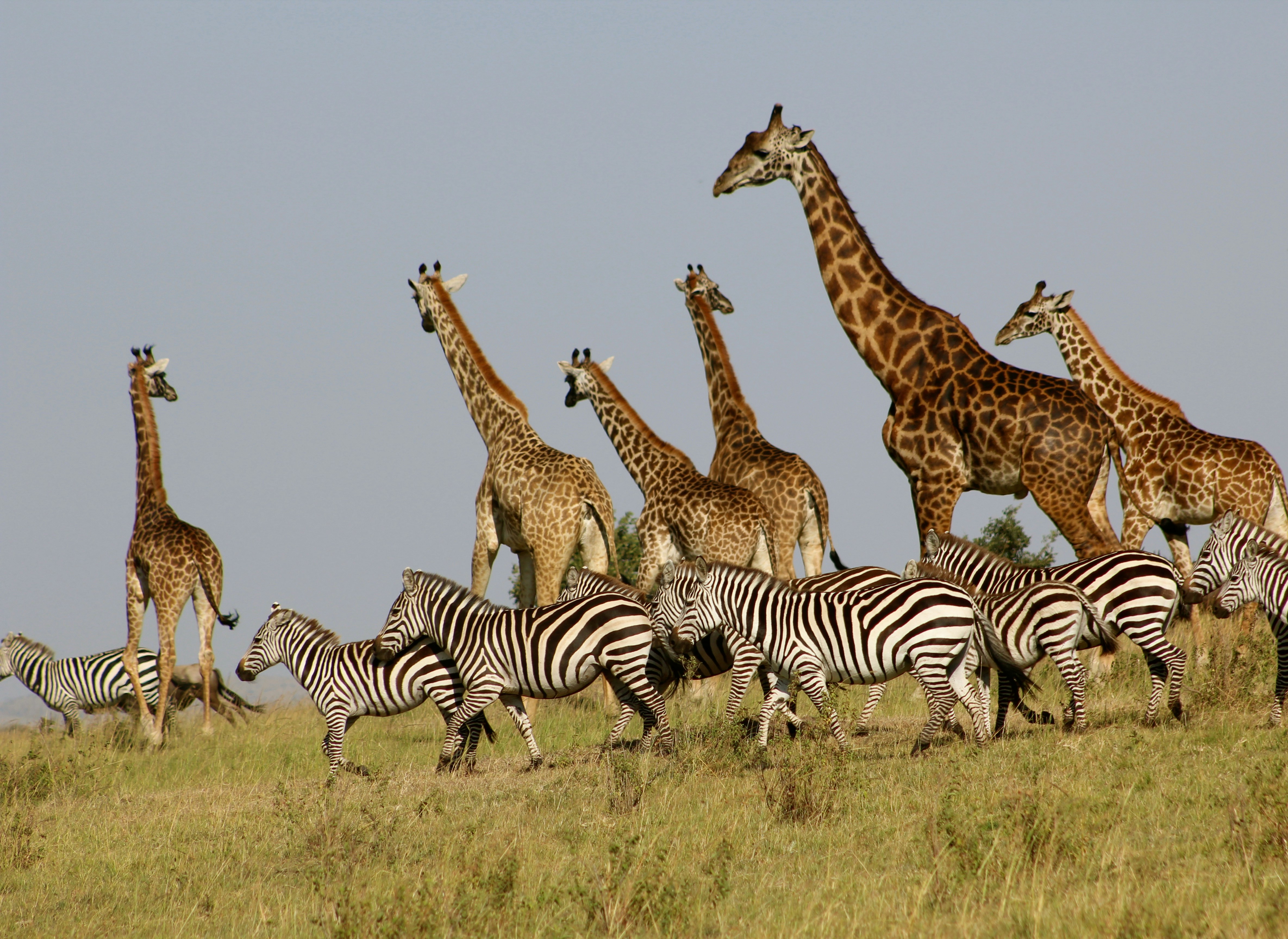 Maasai Mara Iconic Safari