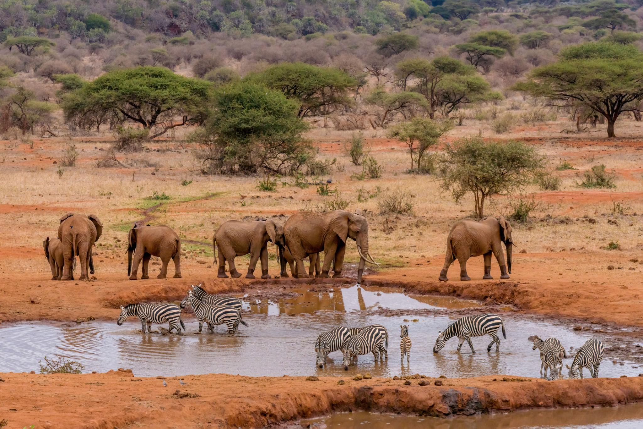 Amboseli Elephant Paradise