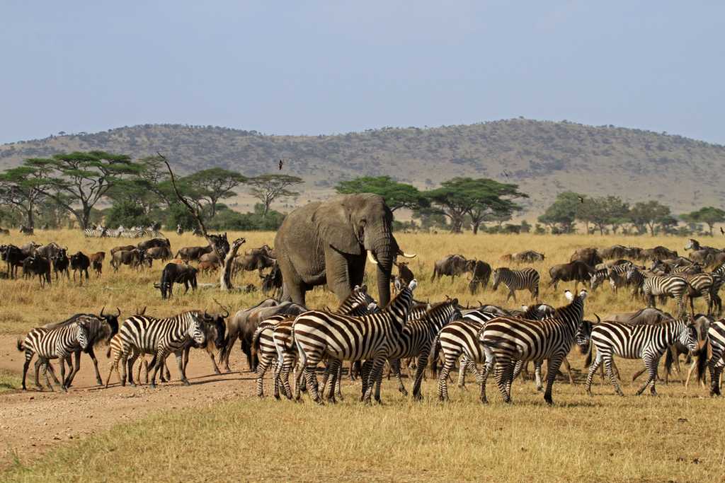 Tanzania Serengeti & Ngorongoro