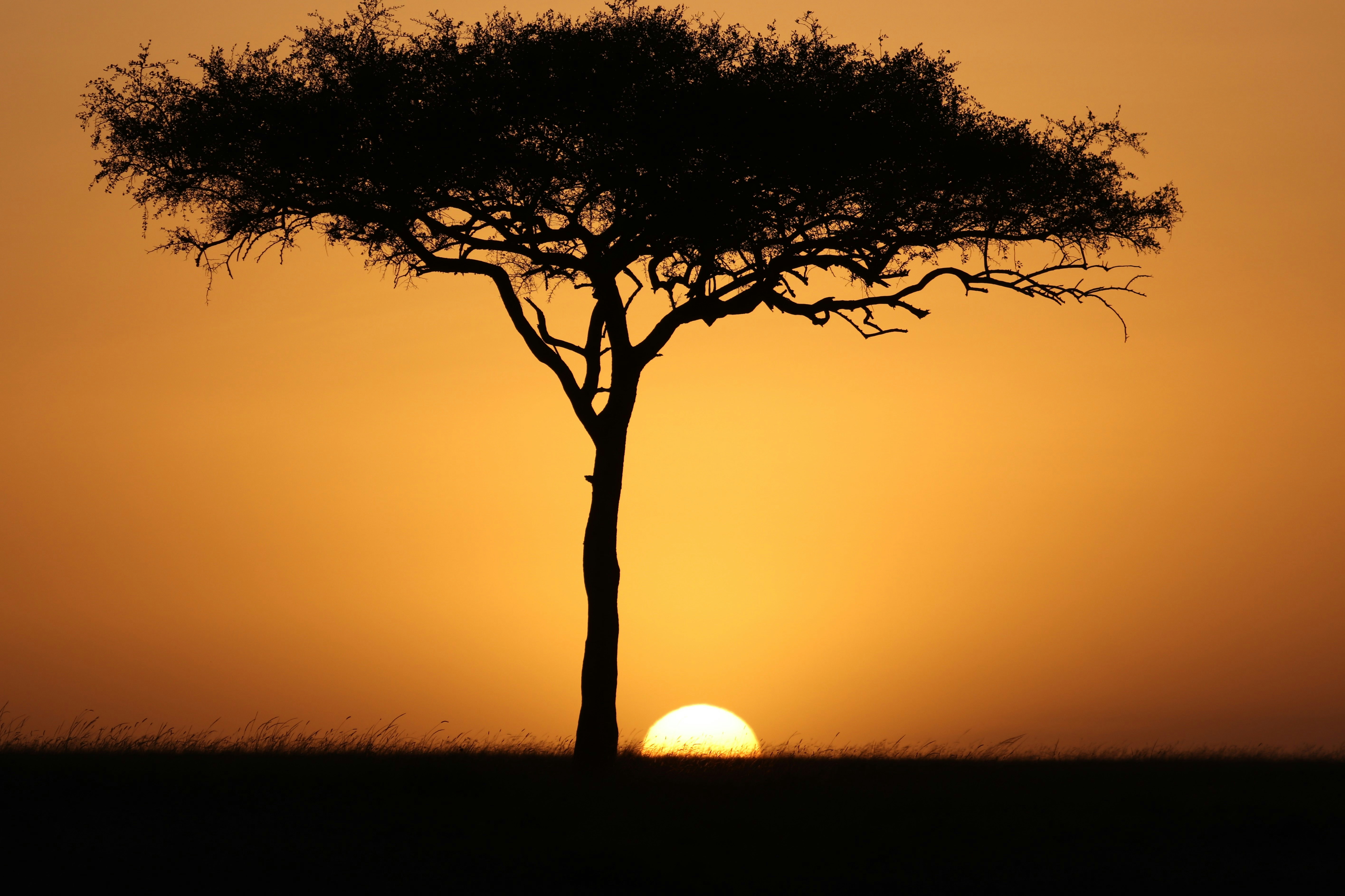 Maasai Mara Iconic Safari