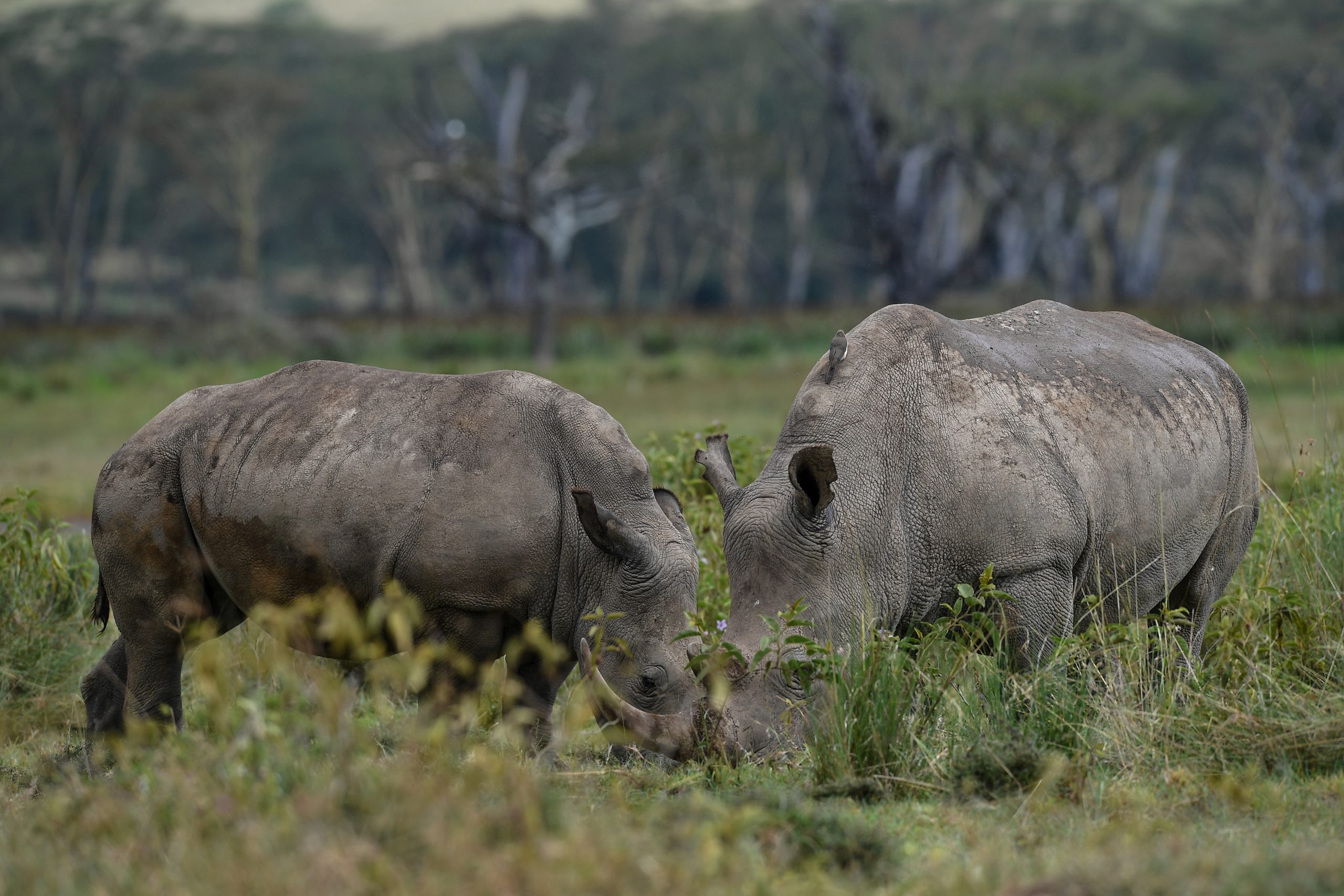 Naivasha & Nakuru Lakes Explorer